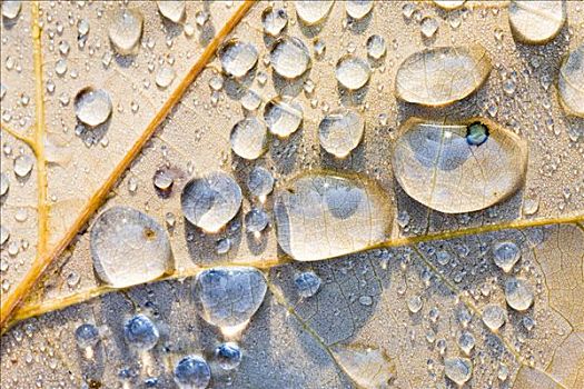 水滴,挪威槭,叶子