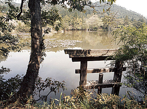 水塘,一个,禅,花园,京都