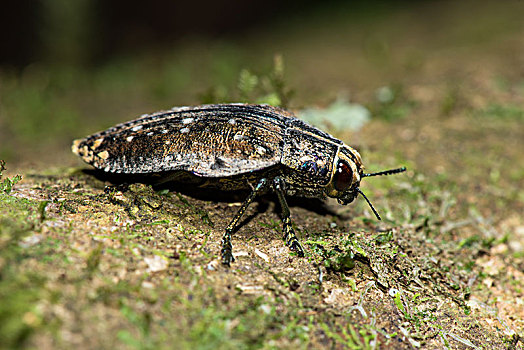 吉丁虫,国家公园,马达加斯加,非洲