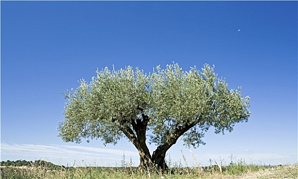 橄榄树,风景,普罗旺斯,法国
