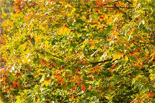 秋天,树,黄色,橙叶,自然,背景