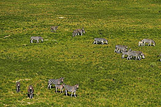 斑马,奥卡万戈三角洲,博茨瓦纳,非洲