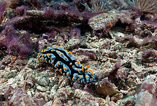 蜗牛,小,岛屿,印度尼西亚,亚洲