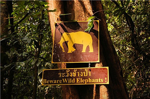 标识,警告,野生,大象,泰国