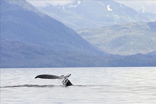 驼背鲸,鲸尾叶突,大翅鲸属,鲸鱼,须鲸,阿拉斯加,美国