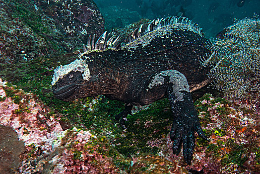 水下视角,海鬣蜥,珊瑚,加拉帕戈斯,厄瓜多尔,南美