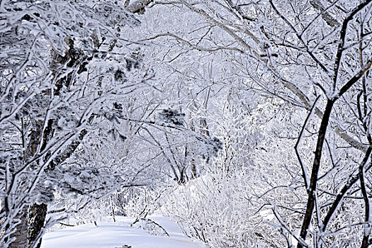 中国雪乡,羊草山