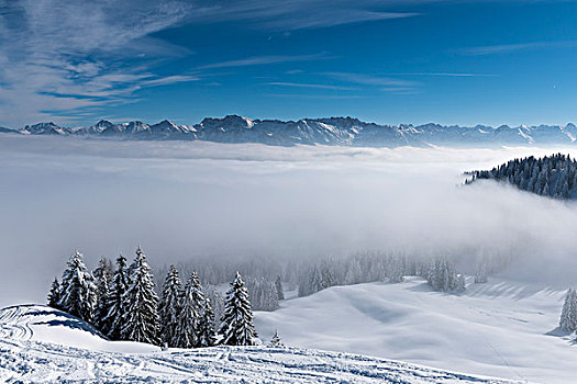 阿尔卑斯山,积雪,冬日树林,雾,山谷,地区,巴伐利亚,德国,欧洲
