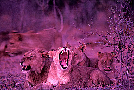 非洲,博茨瓦纳,乔贝国家公园,雌狮,狮子,牙齿,哈欠,自豪,萨维提,湿地,黄昏
