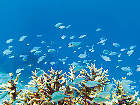 鱼,珊瑚,印度洋,马尔代夫