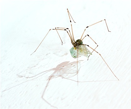 长腿,蜘蛛,五月,飞虫,白色背景