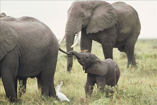 非洲象,幼兽,玩,尾部,马赛马拉国家公园,肯尼亚
