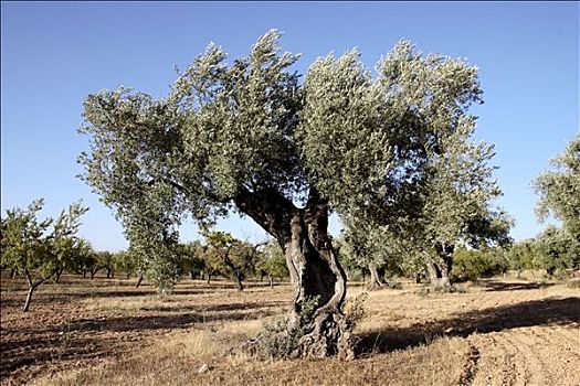 橄榄树,塔拉戈纳省,加泰罗尼亚,西班牙