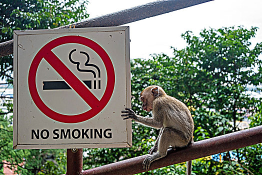 吉隆坡黑风洞山上的猴子