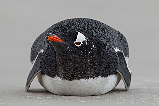 巴布亚企鹅,休息,自愿角,福克兰群岛