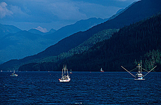 约翰斯顿海峡,三文鱼,温哥华岛,不列颠哥伦比亚省,加拿大
