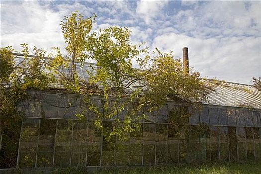 温室,灌木,树,玻璃屋顶,休伦湖,俄亥俄,美国