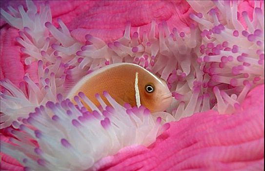 粉红海葵鱼