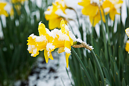 波特兰,俄勒冈,美国,雪,黄色,水仙花,晶莹,春天,杜鹃花属植物,花园