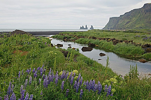 紫色,羽扇豆属植物,羽扇豆属,挨着,河,海岸,冰岛,欧洲
