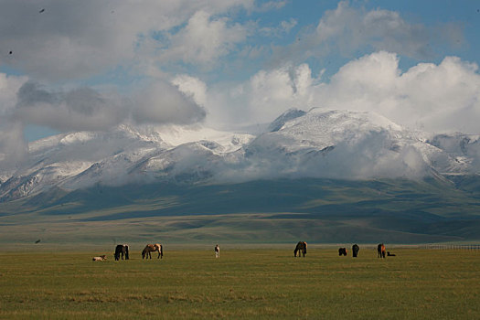 新疆雪山下平原