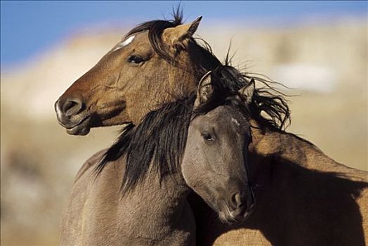 马,母马,一岁,小马,普赖尔山野马放牧区,蒙大拿