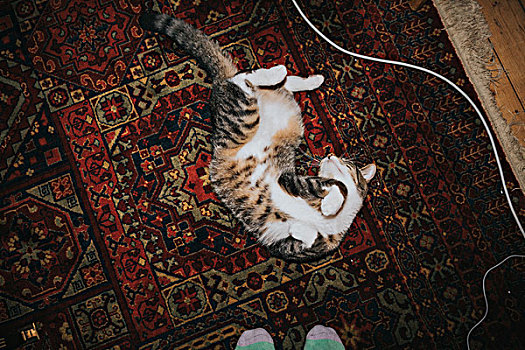 猫,玩,地毯