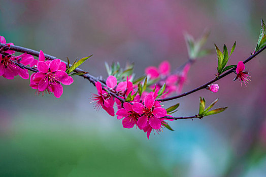 阳春三月桃花盛开