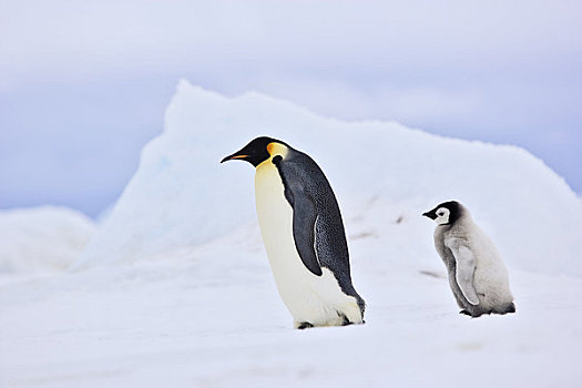 幼仔,帝企鹅,雪,山,岛屿,南极