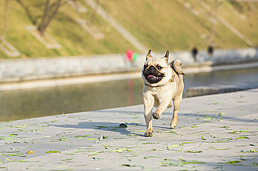 奔跑的巴哥犬