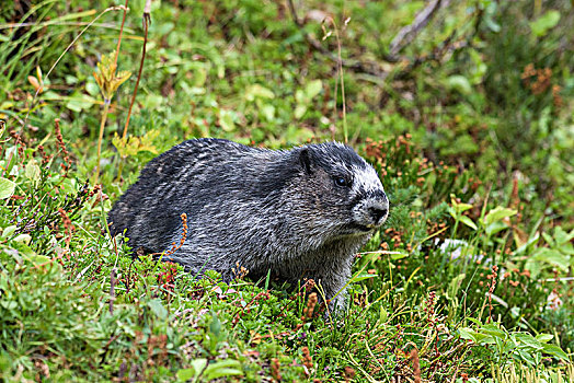 灰白,土拨鼠,旱獭,草,碧玉国家公园,艾伯塔省,加拿大,北美