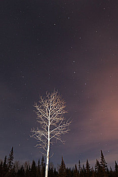 北斗星,夜空,孤木,光亮,桑德贝,安大略省,加拿大