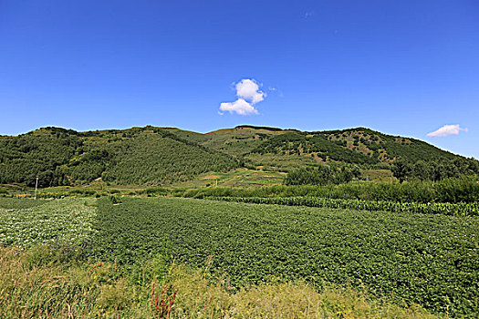 塞罕坝草原风光