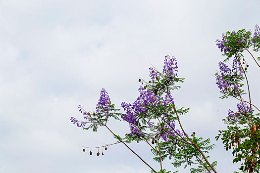 蓝花楹