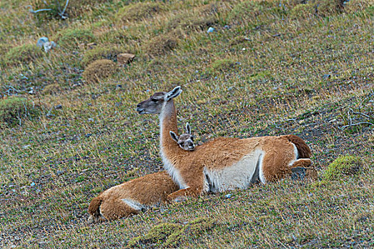 幼兽,原驼,躺着,地面,迎面,背影,女性,托雷德裴恩国家公园,巴塔哥尼亚,智利,南美