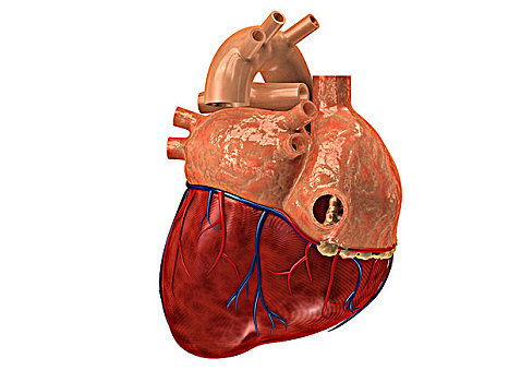 心脏学图片