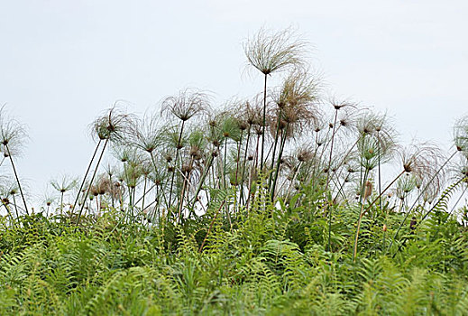纸莎草,植物,靠近,维多利亚湖