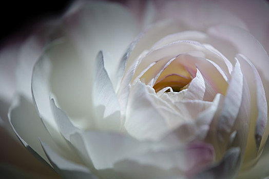 白色薔薇