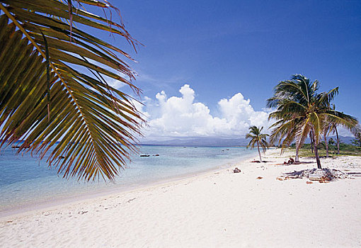 棕榈树,沙滩,古巴