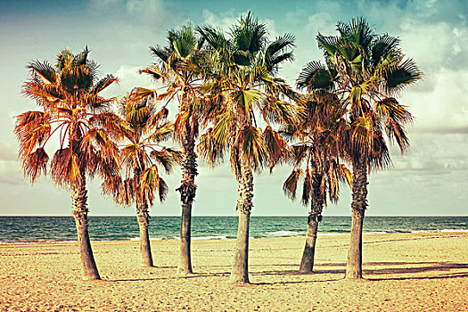 棕榈树,生长,空,沙滩,旧式,照片,老,风格,彩色,复古