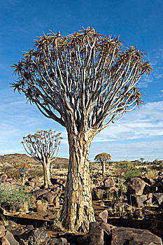 震动,树,靠近,基特曼斯胡普,纳米比亚,非洲