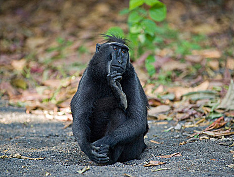 弥猴属,下巴,国家公园,苏拉威西岛,印度尼西亚,亚洲