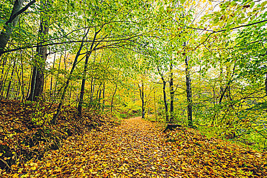 树林,小路,秋天,遮盖,金秋,叶子,漂亮,秋色,鲜明,白天