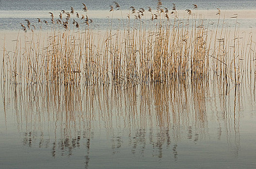 芦苇,水中,上艾瑟尔省,荷兰