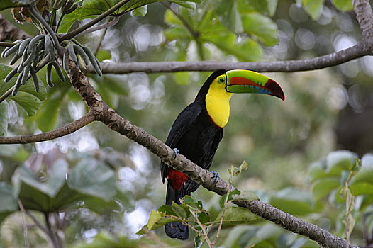 哥斯达黎加,巨嘴鸟,坐,树上