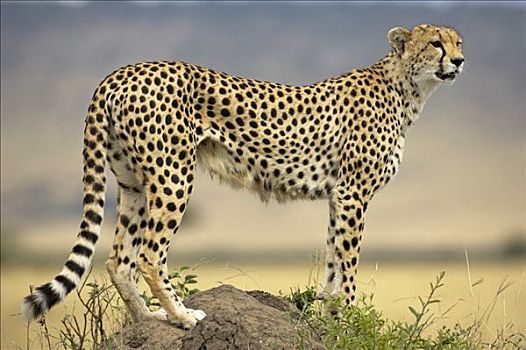 印度豹,猎豹,白蚁窝,马赛马拉国家保护区,肯尼亚