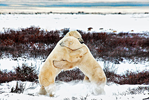 两个,雄性,北极熊,打斗,丘吉尔市,曼尼托巴,加拿大