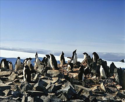 阿德利企鹅,生物群,企鹅,南极