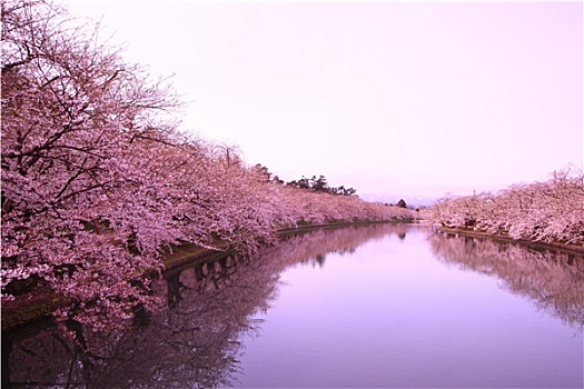 护城河,樱花