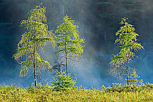 落叶松属植物,晨雾,阿尔冈金省立公园,安大略省,加拿大